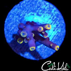 RMF CANDYLAND ACRO