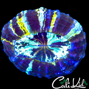 STRIPED TRI COLOR ACANTHO