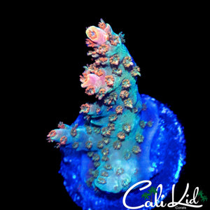 CK UNRELEASED RAINBOW ACRO