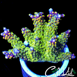 CK GOLDEN GODDESS MINI COLONY