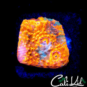 RAINBOW SWIRL CHALICE FRAG