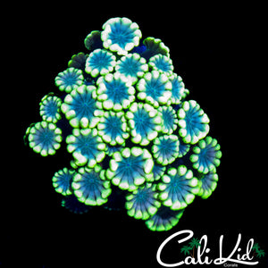 BEAUTIFUL BI COLOR ALVEOPORA