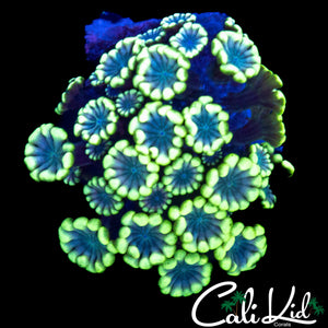 BEAUTIFUL BI COLOR ALVEOPORA