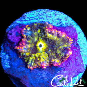 RARE RAINBOW DISCO MUSHROOM