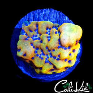 CK PEYOTE DREAMS MONTI