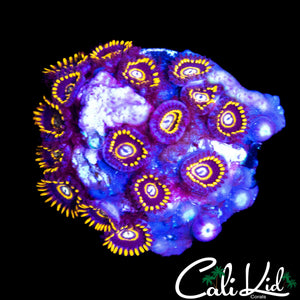 OG PURPLE HORNETS MINI COLONY