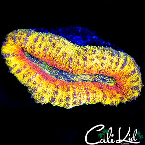 RAINBOW FIRE LOBO