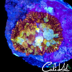 RARE AQUACULTURED BOUNCE MUSHROOM