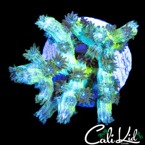 ULTRA SPECKLED BRANCHING CYPHASTREA