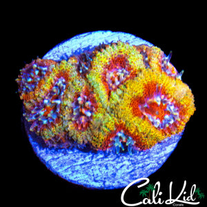 CK FIREWORKS MICROMUSSA