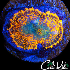 FLAME RIM RHODACTIS