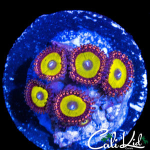 CANDY APPLE ZOA MINI COLONY