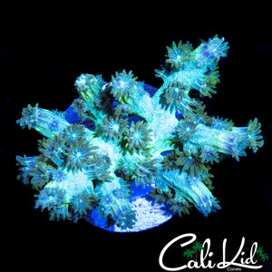 ULTRA SPECKLED BRANCHING CYPHASTREA