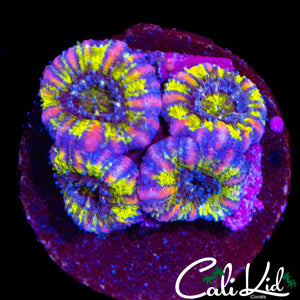 CK UNRELEASED ACAN QUAD