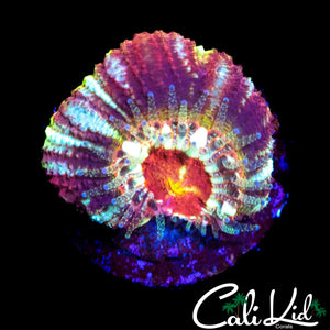 RARE RAINBOW ASIAN ACAN