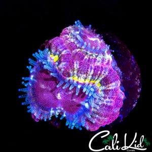 RARE RAINBOW ASIAN ACAN DOUBLE