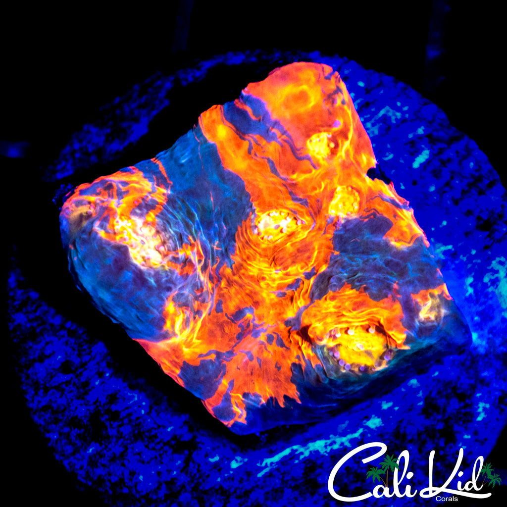 INDO RAINBOW CHALICE