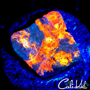 INDO RAINBOW CHALICE