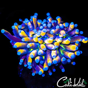CK TIGER KNICKS TORCH
