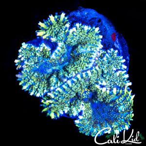 ULTRA RHODACTIS DOUBLE