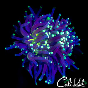 TRI COLOR TORCH