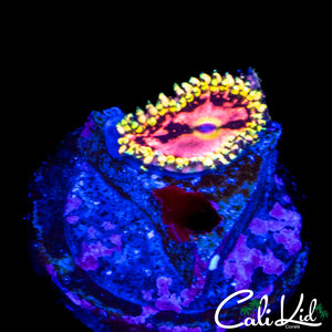 CK KRAK KILLER ZOA