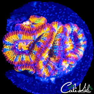 INSANE RAINBOW ACAN MINI COLONY