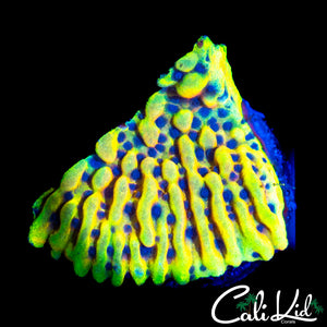CK PEYOTE DREAMS MONTI