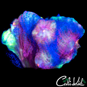 CK FRANKBERRY CHALICE