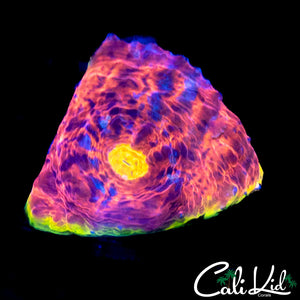 RAINBOW RIM CHALICE FRAG