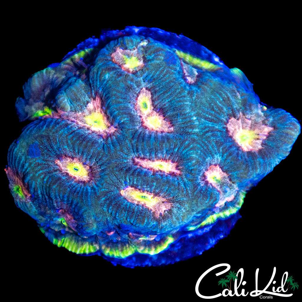 RAINBOW EYE FAVIA CHUNK