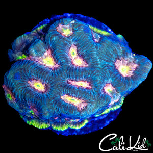 RAINBOW EYE FAVIA CHUNK