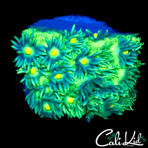 SUNFLOWER GONI