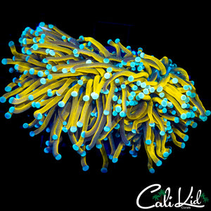 TEAL TIP HG VARIANT TORCH