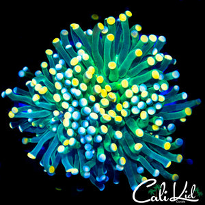 MULTI COLOR TORCH