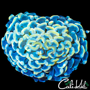 YELLOW / BABY BLUE BRANCHING HAMMER