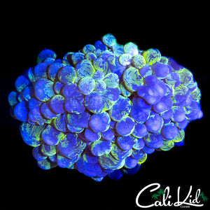 MARBLED BUBBLE CORAL
