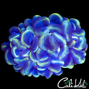 ULTRA BUBBLE CORAL