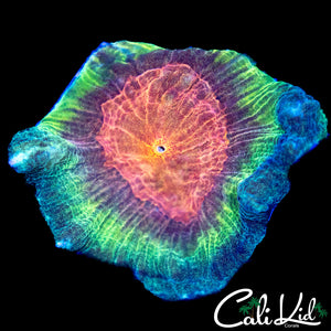 ULTIMATE RAINBOW PECTINIA