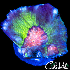 ULTIMATE RAINBOW PECTINIA