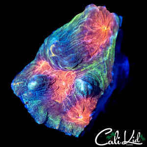 ULTRA RAINBOW PECTINIA
