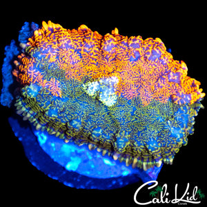 RARE 50/50 RHODACTIS