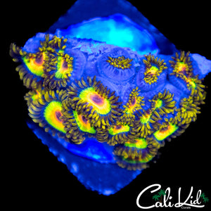 RASTA ZOA MINI COLONY