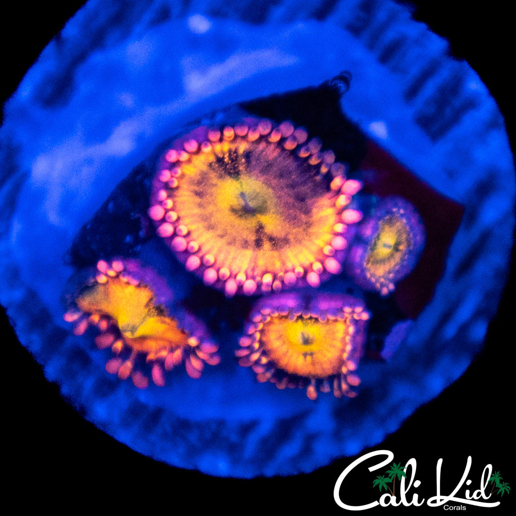 SAKURA TYPE ZOA QUAD