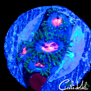 MIAMI VICE ZOA QUAD