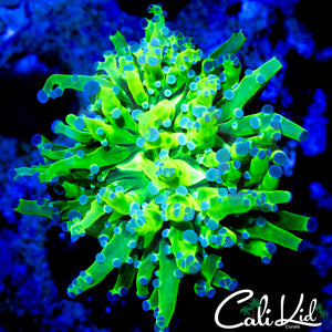 OG BRANCHING FROGSPAWN
