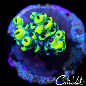 BUMBLE BEE ACRO