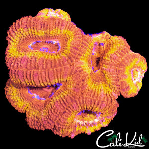 FLAMETHROWER ACAN MINI COLONY