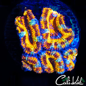 RARE TIGER PATTERN ACAN QUAD
