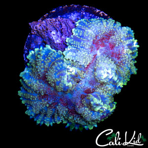 PURPLE MOUTH RHODACTIS LARGE